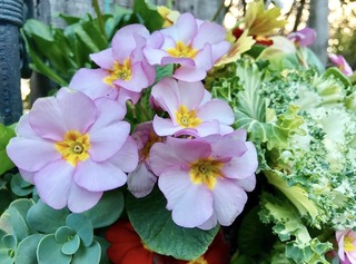 ピンク花.jpg