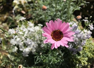 春 花2.jpg