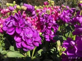 春 花5.jpg